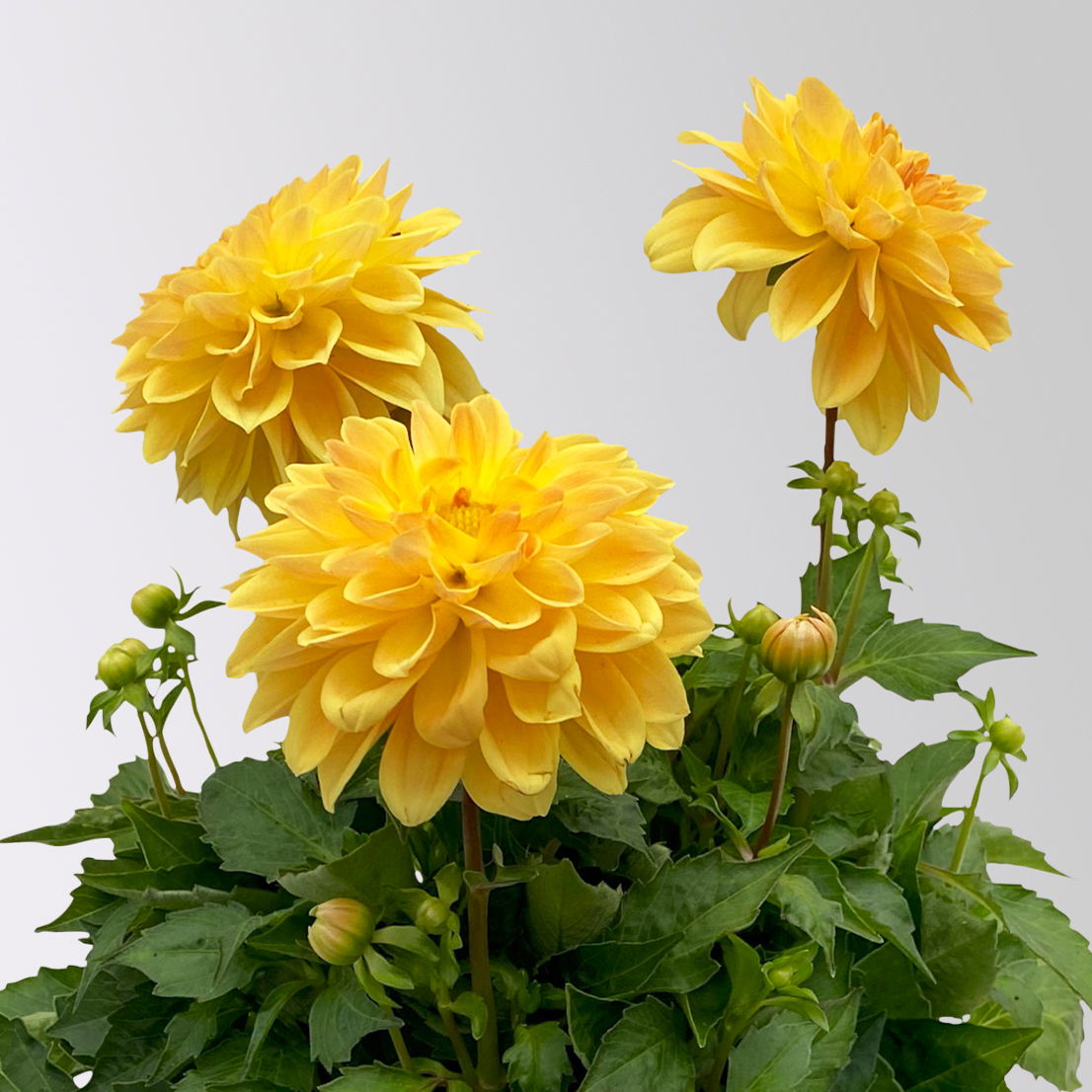 Dahlie 'Hypnotica', Farben zufällig, Topf-Ø 19 cm, 2er-Set
