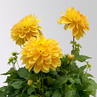 Dahlie 'Hypnotica', Farben zufällig, Topf-Ø 19 cm, 2er-Set