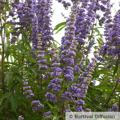 Kollektion 'Bienenweide blau', 3er-Set, Höhe 30-60 cm, Topf 4,6 Liter Kollektion 'Bienenweide blau', 3er-Set, Höhe 30-60 cm, Topf 4,6 Liter