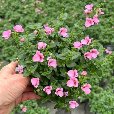Elfensporn, rosa, Topf-Ø 12 cm, 6 Pflanzen