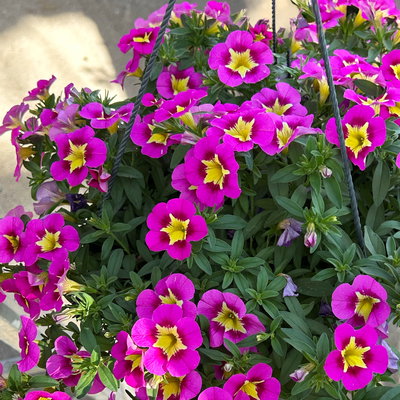 Zauberglöckchen, pink-gelb, Ampeltopf-Ø 27 cm