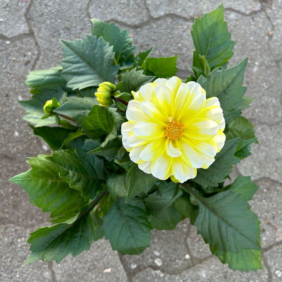 Dahlie, Farbe zufällig, Topf-Ø 14 cm, 4 Pflanzen