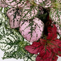 Hypoestes 'Trio', weiß-rot-rosa, Topf-Ø 12 cm Ø, 3 Pflanzen