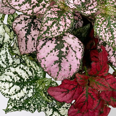 Hypoestes 'Trio', weiß-rot-rosa, Topf-Ø 12 cm Ø, 3 Pflanzen Hypoestes 'Trio', weiß-rot-rosa, Topf-Ø 12 cm Ø, 3 Pflanzen