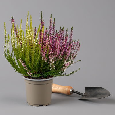 Calluna 'Trio', bunt, Mix nach Verfügbarkeit, Topf-Ø 10,5/11 cm, 6 Pflanzen Calluna 'Trio', bunt, Mix nach Verfügbarkeit, Topf-Ø 10,5/11 cm, 6 Pflanzen