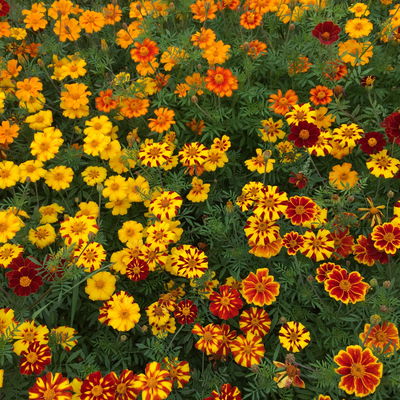 Demeter-Saatgut, Tagetes-Mischung 'Nova' Demeter-Saatgut, Tagetes-Mischung 'Nova'