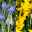 Traubenhyazinthe & Narzisse weiß/blau & gelb, vorgetrieben, Topf-Ø 12cm, 6er-Set