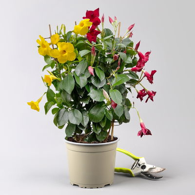 Dipladenie 'Duo' rot-gelb, Spalier, Topf-Ø 17 cm, Höhe ca. 50 cm