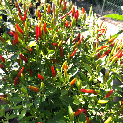 Blu Bio Chili 'Thai Chili F1', Topf-Ø 12 cm, 3er Set