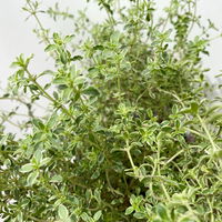 Bio Silberrand-Thymian, Topf-Ø 12cm