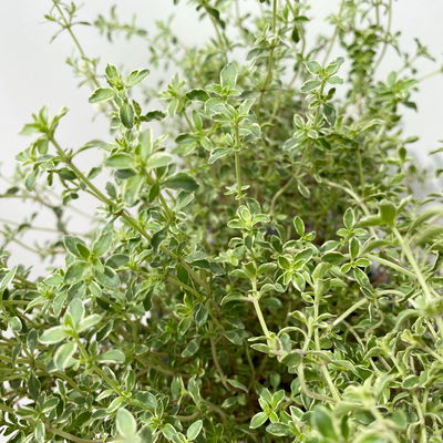 Bio Silberrand-Thymian, Topf-Ø 12cm Bio Silberrand-Thymian, Topf-Ø 12cm