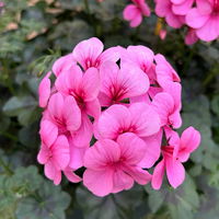 Geranie 'Rainbow Rose', rosa, hängend, Topf-Ø 13 cm, 6 Pflanzen