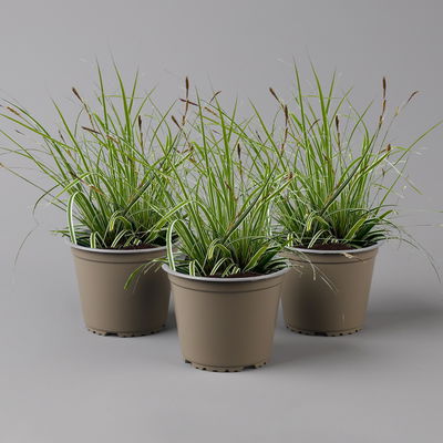 Bio Japansegge 'Everest', grün-weiß, Topf-Ø 12 cm, 3 Pflanzen Bio Japansegge 'Everest', grün-weiß, Topf-Ø 12 cm, 3 Pflanzen
