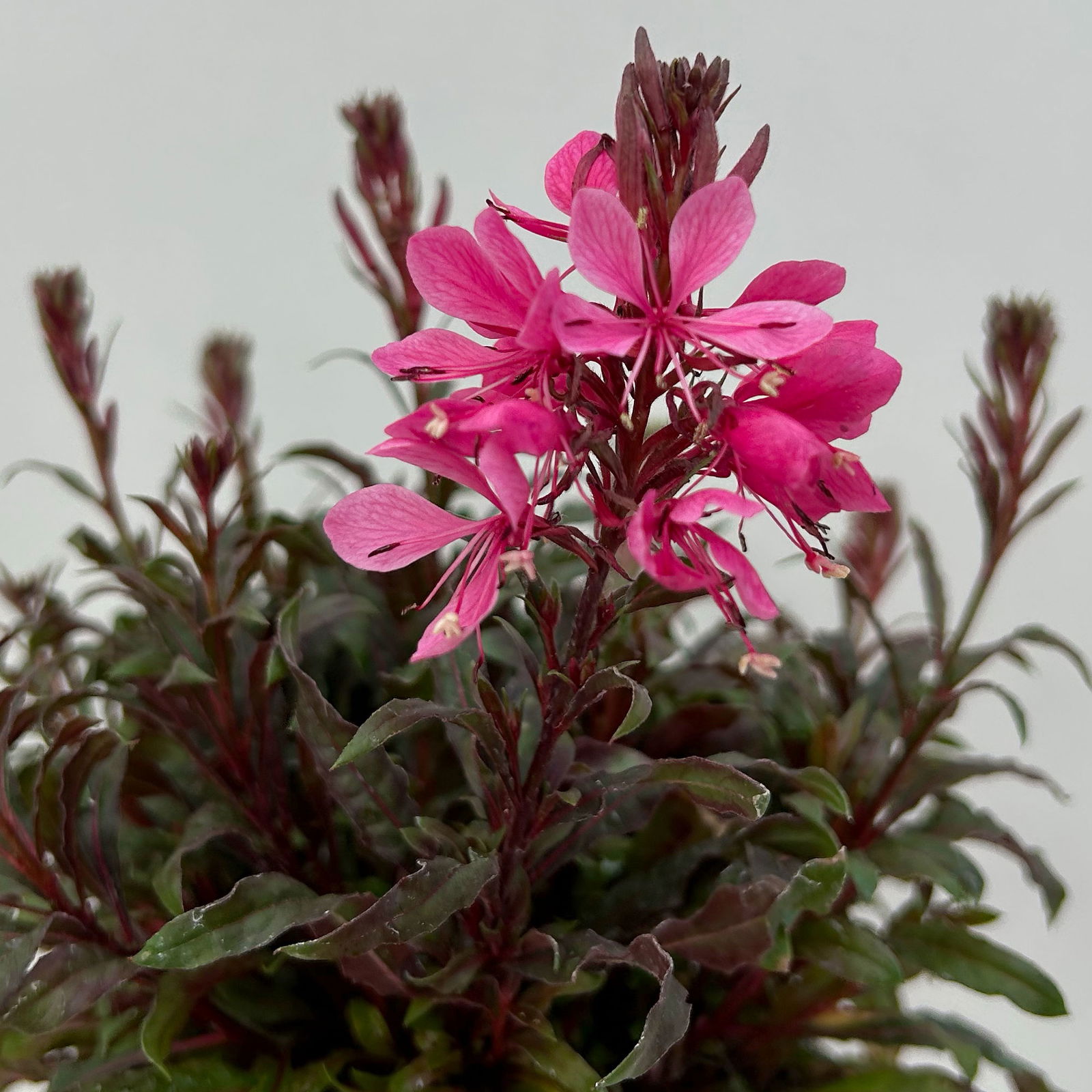 Prachtkerze, pink, Topf-Ø 13 cm, 6 Pflanzen