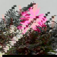 Prachtkerze, pink, Topf-Ø 13 cm, 6 Pflanzen