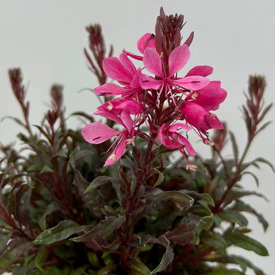 Prachtkerze, pink, Topf-Ø 13 cm, 6 Pflanzen Prachtkerze, pink, Topf-Ø 13 cm, 6 Pflanzen