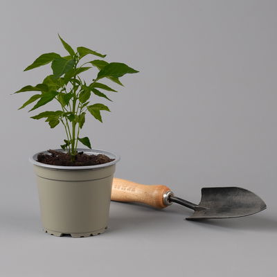 Blu Bio Zitronen-Chili, Topf-Ø 12 cm, 3er Set