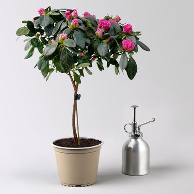 Azalee, Stamm, Farbe zufällig, Topf-Ø 13cm, Höhe ca. 45 cm, 2 Pflanzen Azalee, Stamm, Farbe zufällig, Topf-Ø 13cm, Höhe ca. 45 cm, 2 Pflanzen