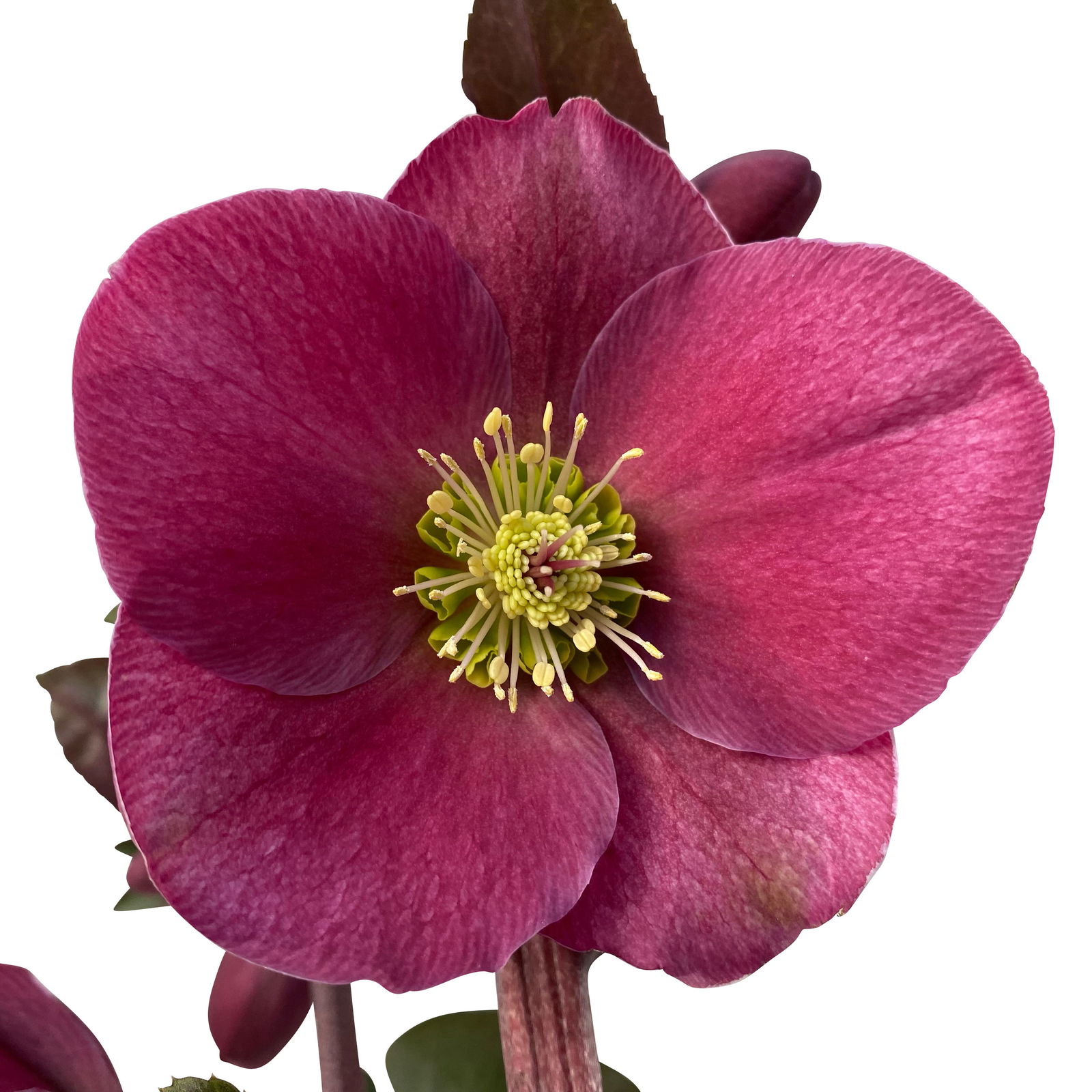 Helleborus 'Anna's Red', dunkelrot, Topf-Ø 15 cm