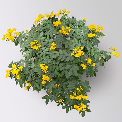 Gewürzrinde, gelb, Topf-Ø 27 Gewürzrinde, gelb, Topf-Ø 27