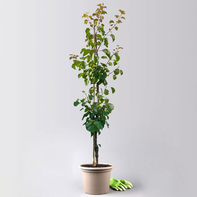 Kölle Bio Säulenaprikose 'Armi Col'®, Topf 10 Liter