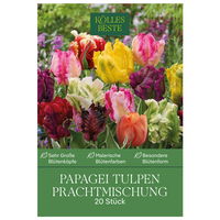 Papagei-Tulpen Prachtmischung, 20 Blumenzwiebeln