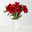 Amaryllis 'Liberty' weihnachtsrot und Seidenkiefer, inkl. gratis Grußkarte Amaryllis 'Liberty' weihnachtsrot und Seidenkiefer, inkl. gratis Grußkarte