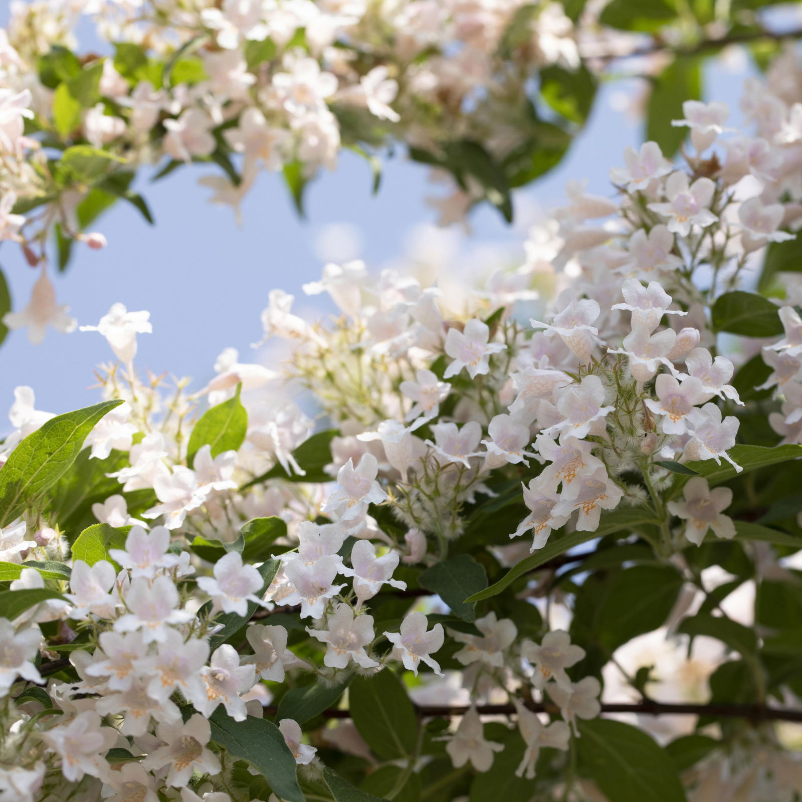 Dufthecke-Blütensträucher XL, 20er-Set, Höhe 80-100 cm, Topf 12+20 Liter