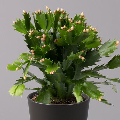 Weihnachtskaktus, orange, mit Übertopf anthrazit, Topf-Ø 12 cm, 2 Pflanzen