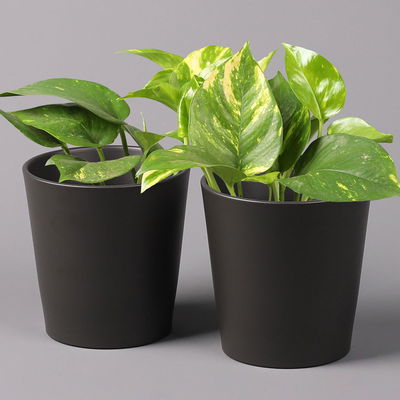 Efeutute mit Keramiktopf Dallas anthrazit, Topf-Ø 12 cm, 2 Pflanzen