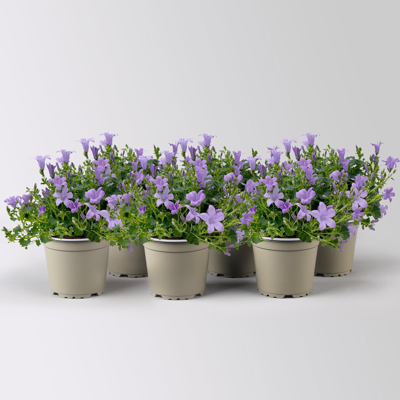 Campanula 'Ambella® Lavender', flieder, Topf-Ø 12 cm, 6 Pflanzen
