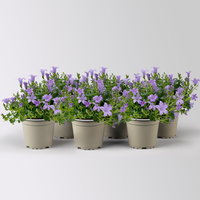 Campanula 'Ambella® Lavender', flieder, Topf-Ø 12 cm, 6 Pflanzen
