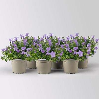 Campanula 'Ambella® Lavender', flieder, Topf-Ø 12 cm, 6 Pflanzen