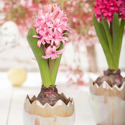 Hyazinthe rosa, vorgetrieben, Topf-Ø 9 cm, 9 Pflanzen