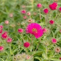 Bio Raublatt-Aster 'Alma Pötschke' rosarot, Topf-Ø 11 cm, 3er-Set