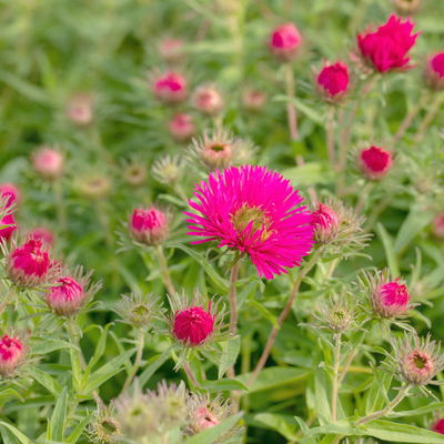 Bio Raublatt-Aster 'Alma Pötschke', rosarot, Topf 11x11 cm, 3 Pflanzen