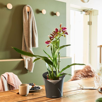 Lechuza 'Orchidea', schiefergrau, ca. Ø 18 x H 20 cm