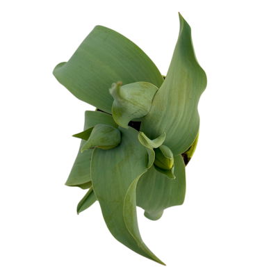 Tulpe rot, vorgetrieben, Topf-Ø 10 cm , 6 Pflanzen