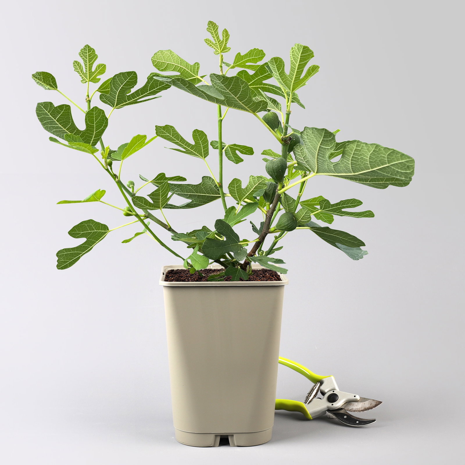 Feige 'Gustis® Perretta', Topf 5 Liter