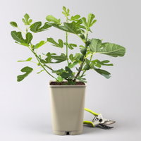 Feige 'Gustis® Perretta', Topf 5 Liter