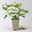 Feige 'Gustis® Perretta', Topf 5 Liter Feige 'Gustis® Perretta', Topf 5 Liter