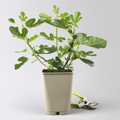 Feige 'Gustis® Perretta', Topf 5 Liter