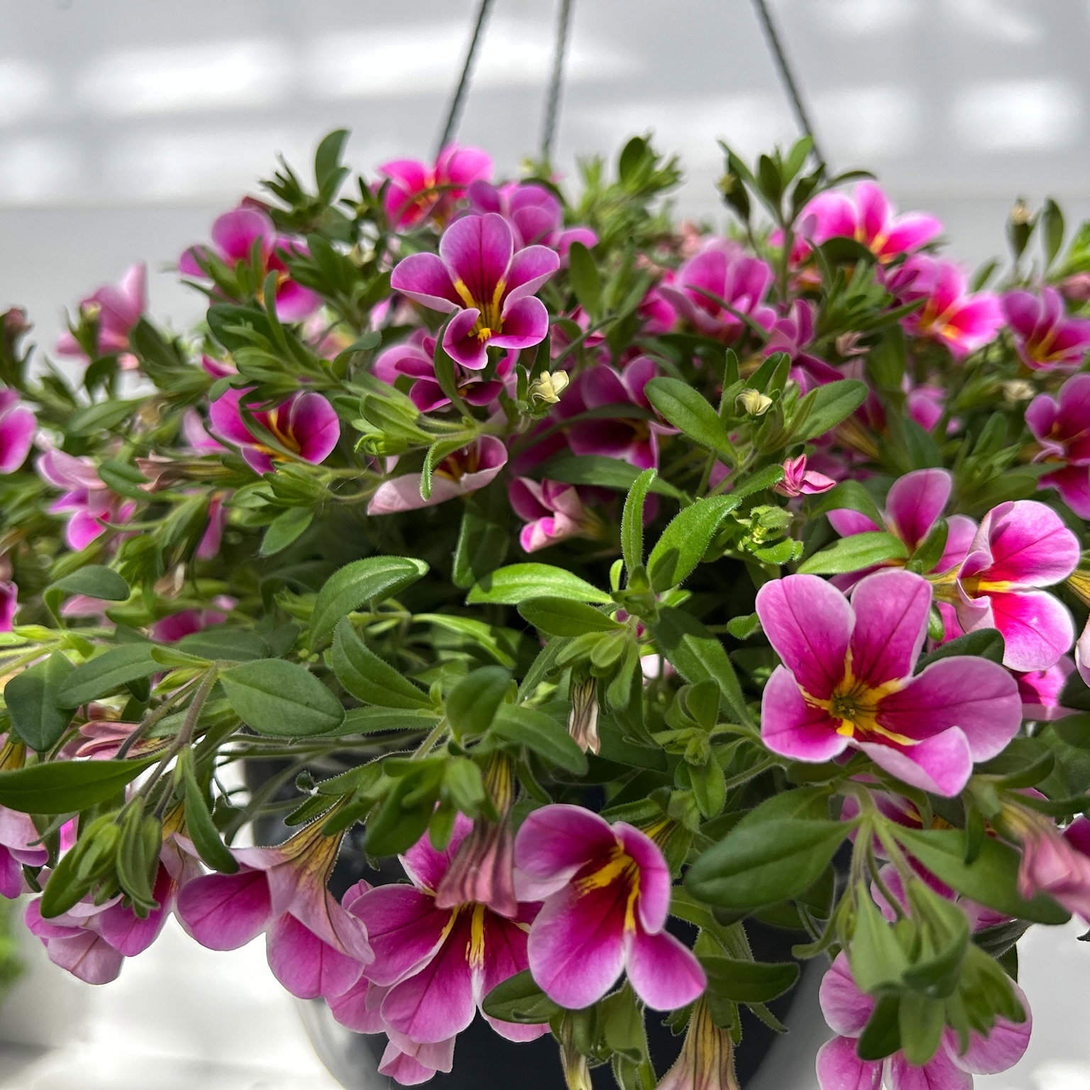 Zauberglöckchen 'Rave Pink Barbados', pink, Ampeltopf-Ø 27 cm Zauberglöckchen 'Rave Pink Barbados', pink, Ampeltopf-Ø 27 cm