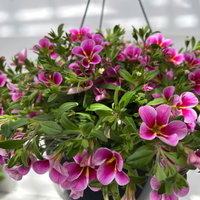 Zauberglöckchen 'Rave Pink Barbados', pink, Ampeltopf-Ø 27 cm Zauberglöckchen 'Rave Pink Barbados', pink, Ampeltopf-Ø 27 cm