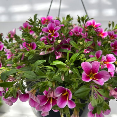 Zauberglöckchen 'Rave Pink Barbados', pink, Ampeltopf-Ø 27 cm Zauberglöckchen 'Rave Pink Barbados', pink, Ampeltopf-Ø 27 cm