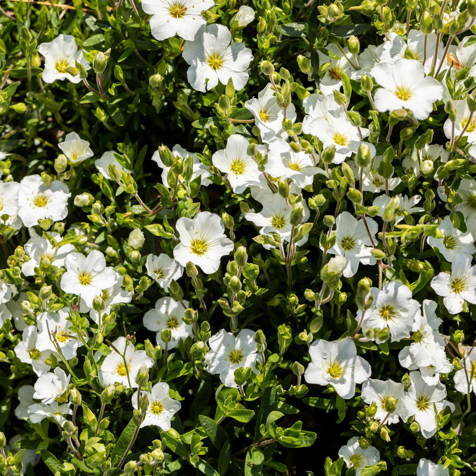 Insektenfreundliches Stauden Set, 18 Pflanzen für 3 m², bunt