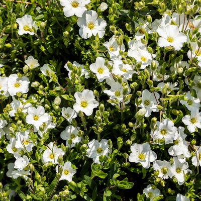 Insektenfreundliches Stauden Set, 18 Pflanzen für 3 m², bunt
