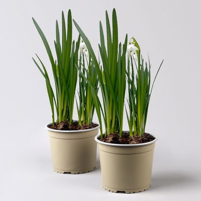 Sommerknotenblume weiß, Topf-Ø 15 cm, 2er-Set Sommerknotenblume weiß, Topf-Ø 15 cm, 2er-Set