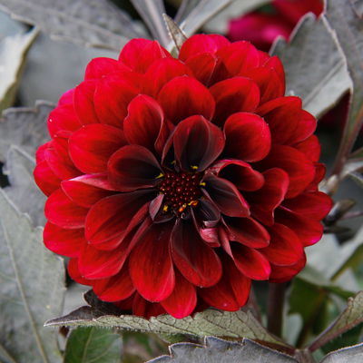 Dahlie, Farbe zufällig, Topf-Ø 14 cm, 4 Pflanzen