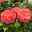 Duftende Edelrose 'Augusta Luise®', rose - aprikot, Topf 5 Liter